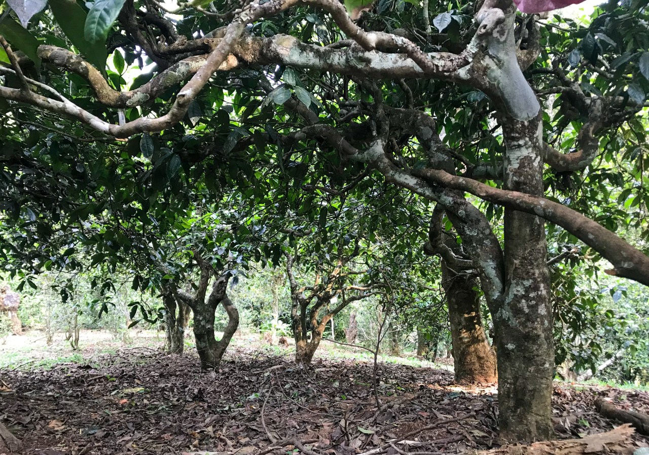 Why is Nannuo Shan a Top Tea Terroir? Ecology, Culture, History (Part 1 ...
